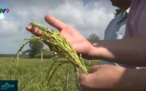 Nông dân ĐBSCL chủ động “thuận thiên” thích ứng trong sản xuất nông nghiệp