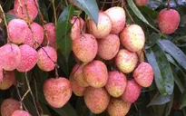 Quả vải xuất khẩu chính ngạch có giá cao