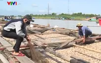 Công an điều tra nguyên nhân gần 340 tấn cá bè bị chết trên sông La Ngà