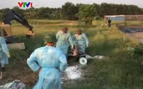 Hà Tĩnh xuất hiện dịch tả lợn châu Phi