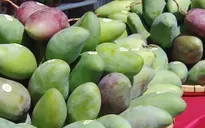 Xoài Yên Châu (Sơn La) hấp dẫn người tiêu dùng