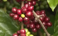 Giá cà phê xuống thấp kỷ lục
