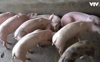 Nhiều người dân chưa nắm rõ thông tin về dịch tả lợn châu Phi