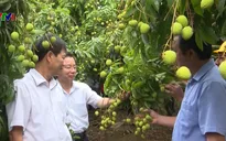 Bắc Giang thúc đẩy tiêu thụ vải thiều