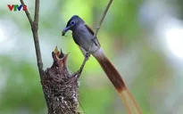 Khám phá thiên nhiên ở vườn quốc gia Cát Tiên