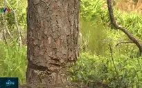 Tiến hành đồng bộ các giải pháp cứu rừng thông