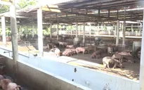 Hậu Giang tiêu hủy hơn 1.200 con heo nhiễm tả heo Châu Phi