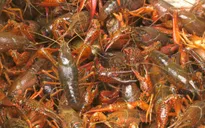 ĐBSCL tăng cường kiểm soát tôm càng đỏ