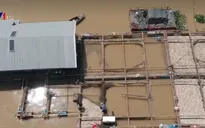 Đồng Nai: Cá chết, người dân đau lòng tìm cách bán bè