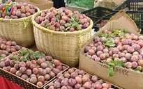 Đưa trái mận và nông sản an toàn tỉnh Sơn La về Hà Nội