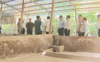 Hậu Giang tăng cường kiểm soát dịch tả heo Châu Phi