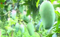 Làm gì để phát huy vai trò của doanh nghiệp trong xây dựng, quản lý và phát triển sản phẩm được bảo hộ?