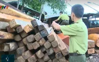 “Cơn sốt” gỗ làm lồng bè thủy sản tại khu vực Nam Trung Bộ