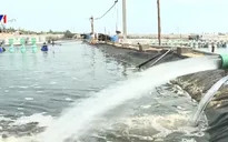 Tôm nuôi bị bệnh do nắng nóng