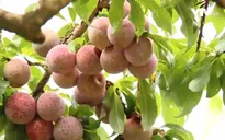 Ngày mới tại thung lũng mận ngon nhất Mộc Châu