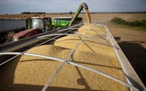 Nông dân trồng đậu tương Mỹ thất vọng về triển vọng đàm phán