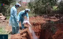 Phát hiện thêm 4 ổ dịch tả lợn châu Phi tại Bình Phước