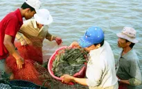 Giá tôm ở Trà Vinh giảm mạnh