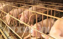 Thêm 2 tỉnh Kiên Giang và Đồng Tháp phát hiện dịch tả lợn châu Phi