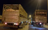 TP.HCM đề xuất lập thêm chốt kiểm dịch tả lợn châu Phi