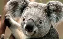 Chỉ còn dưới 80.000 cá thể gấu Koala trên khắp thế giới