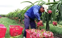 Khan hiếm hàng, giá thanh long tiếp tục lập kỷ lục mới