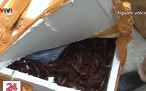 Bắt giữ gần 50kg tôm hùm đất nhập lậu từ Trung Quốc