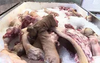 Tiêu hủy gần 1,5 tấn thịt lợn bốc mùi hôi thối tại Hậu Giang