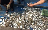Cá chết trên sông La Ngà: Do tác động của môi trường nước