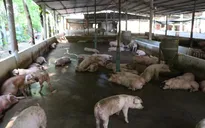 Bình Dương phát hiện 7 ổ dịch tả lợn châu Phi