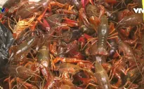 Ngăn chặn tôm hùm đất tràn về ĐBSCL