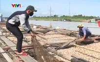 Phó Thủ tướng yêu cầu xác định nguyên nhân cá chết trên sông La Ngà