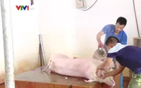 Khó tiêu thụ lợn tại vùng đã hết dịch tả lợn châu Phi