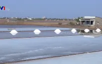 Giá muối tăng cao trở lại