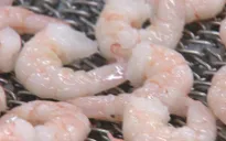Phát hiện cocaine trong tôm tại Anh