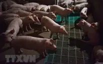 Biện pháp khẩn cấp về quản lý, giết mổ, tiêu thụ sản phẩm thịt lợn