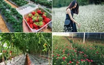 Đà Lạt thu hút du khách bằng mô hình du lịch canh nông