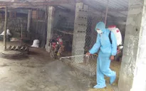 Chủ động để giảm thiệt hại do dịch tả lợn châu Phi
