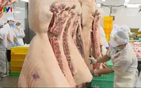 TP.HCM triển khai các biện pháp ứng phó dịch tả lợn châu Phi