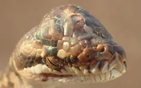 Phát hiện rắn ba mắt tại miền Bắc Australia