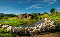 Buổi sáng ở đồng cừu An Hòa, Ninh Thuận