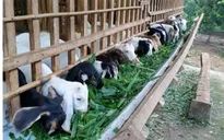 Nông dân Bình Phước phấn khởi vì giá dê tăng cao kỷ lục