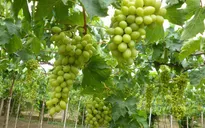 Mẹo chọn nho Ninh Thuận