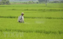 Thái Bình: Tạm hoãn các cuộc họp để cứu lúa