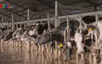 Hoàn thiện điều kiện xuất khẩu sữa chính ngạch sang Trung Quốc