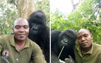 Chàng kiểm lâm gây “sốt” cộng đồng mạng khi selfie với…. khỉ đột