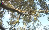 Sầu riêng Ri6 - "Vua" của các loài trái cây nhiệt đới