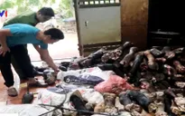Hà Nội: Thu giữ gần 3 tấn nội tạng động vật nhập lậu