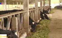 Xuất khẩu sữa chính ngạch: Các vùng chăn nuôi đáp ứng thị trường như thế nào?