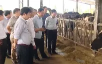 Việt Nam thúc đẩy các điều kiện xuất khẩu sữa chính ngạch